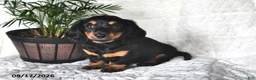 Miniature Dachshund dogs for sale: Daisy - Ad 3