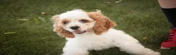 Cocker Spaniel dogs for sale: Ash Cocker Spaniel  - Ad 6