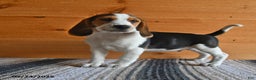 Beagle dogs for sale: Hugo - Ad 6