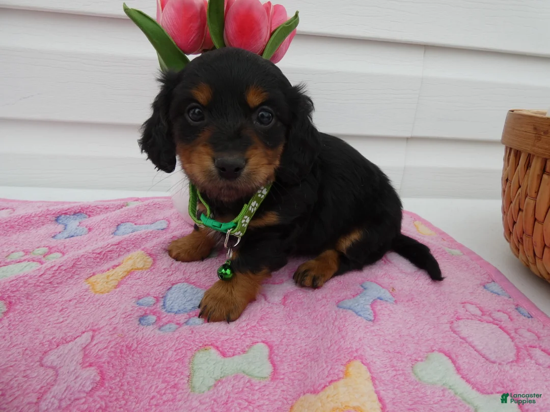 Miniature Dachshund dogs for sale: Miniature Dachshund Puppy 2 Dottie - Ad 1