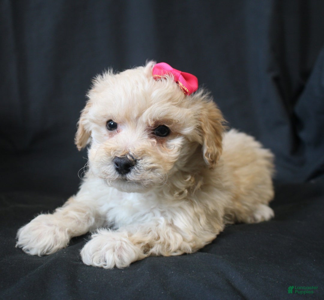 Bichpoo dogs for sale: Bobbie - Ad 7