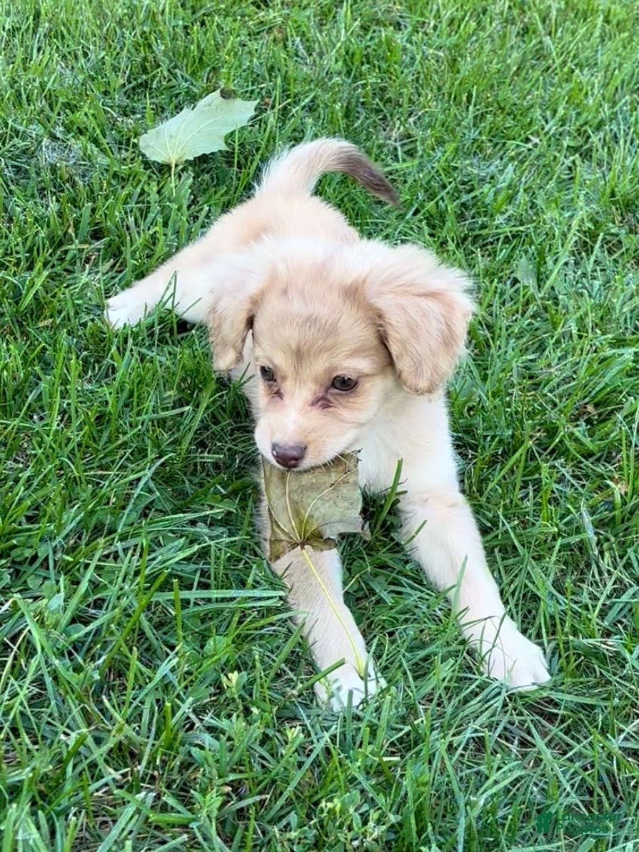 Mini Aussiedoodle dogs Nellie - Ad 2