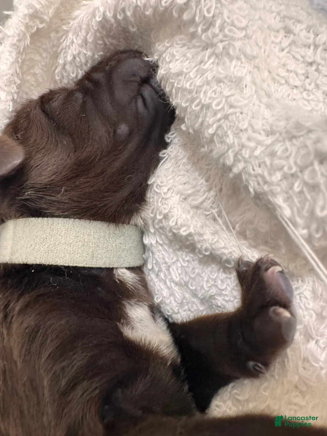 Mixed Breed dogs for sale: Grey - Ad 1