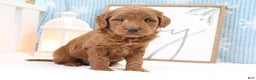 Mini Goldendoodle dogs for sale: Trevor - Ad 2