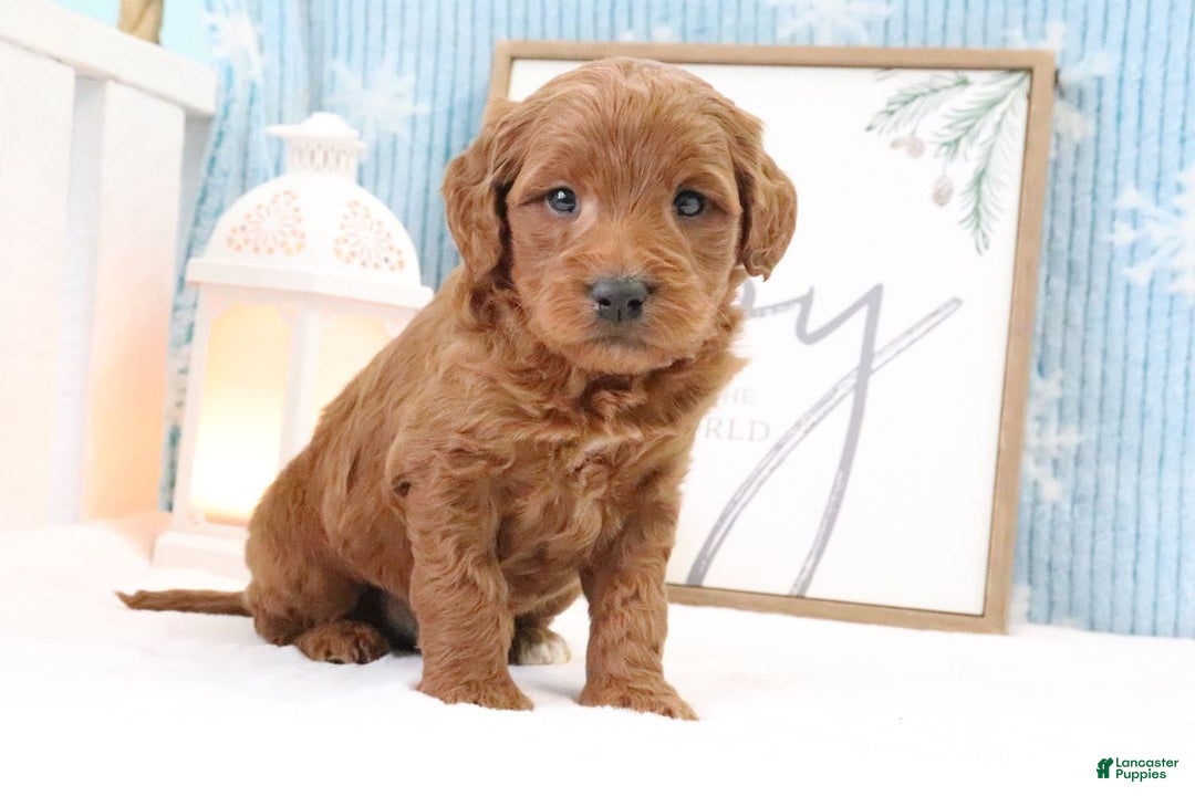 Mini Goldendoodle dogs for sale: Trevor - Ad 2