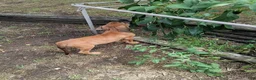 Mixed Breed dogs for sale: Valentine - Ad 3