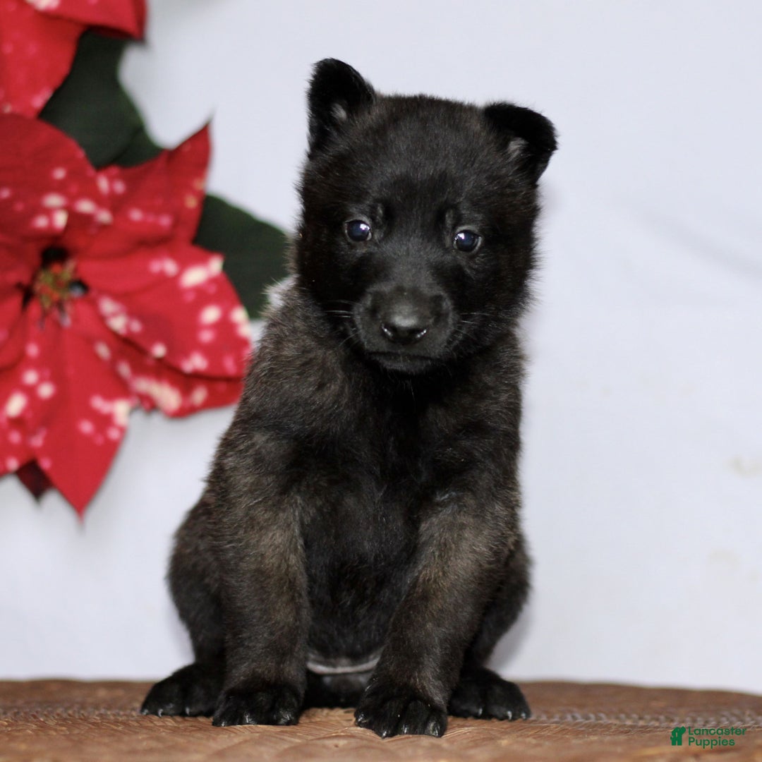 Belgian Malinois dogs for sale: Allegra  - Ad 2