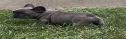 French Bulldog dogs for sale: Sonia - Ad 8