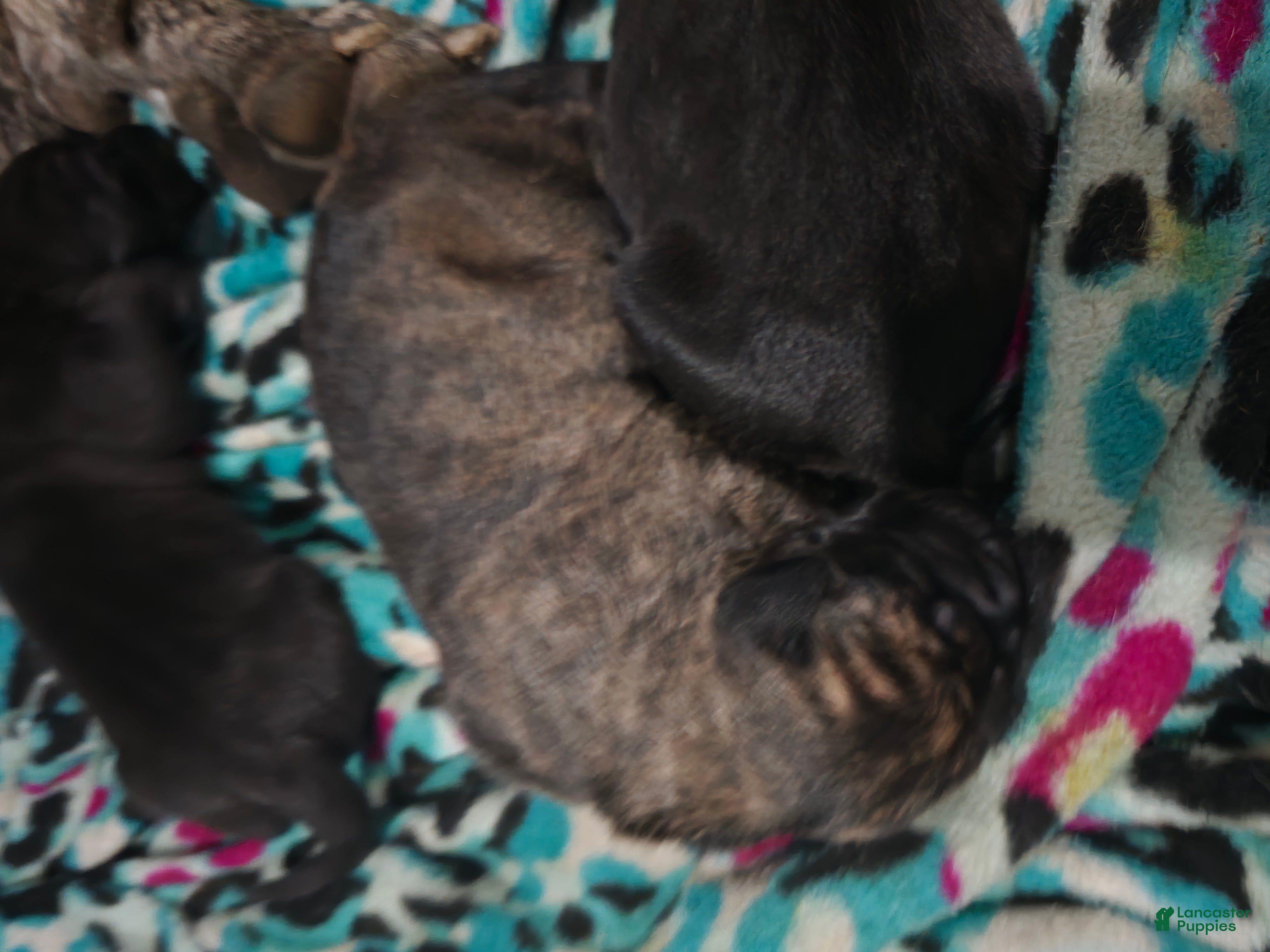 Mixed Breed dogs Mixed Breed 6 - Ad 1