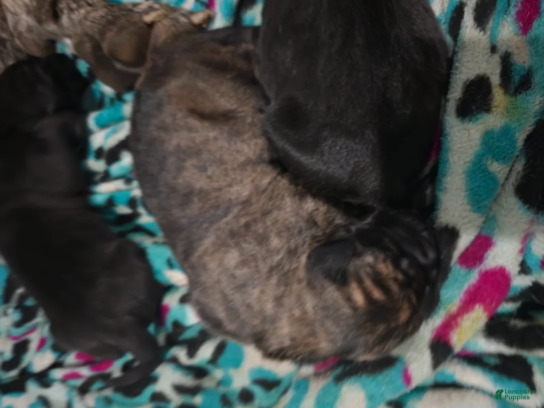 Mixed Breed dogs for sale: Mixed Breed 6 - Ad 1