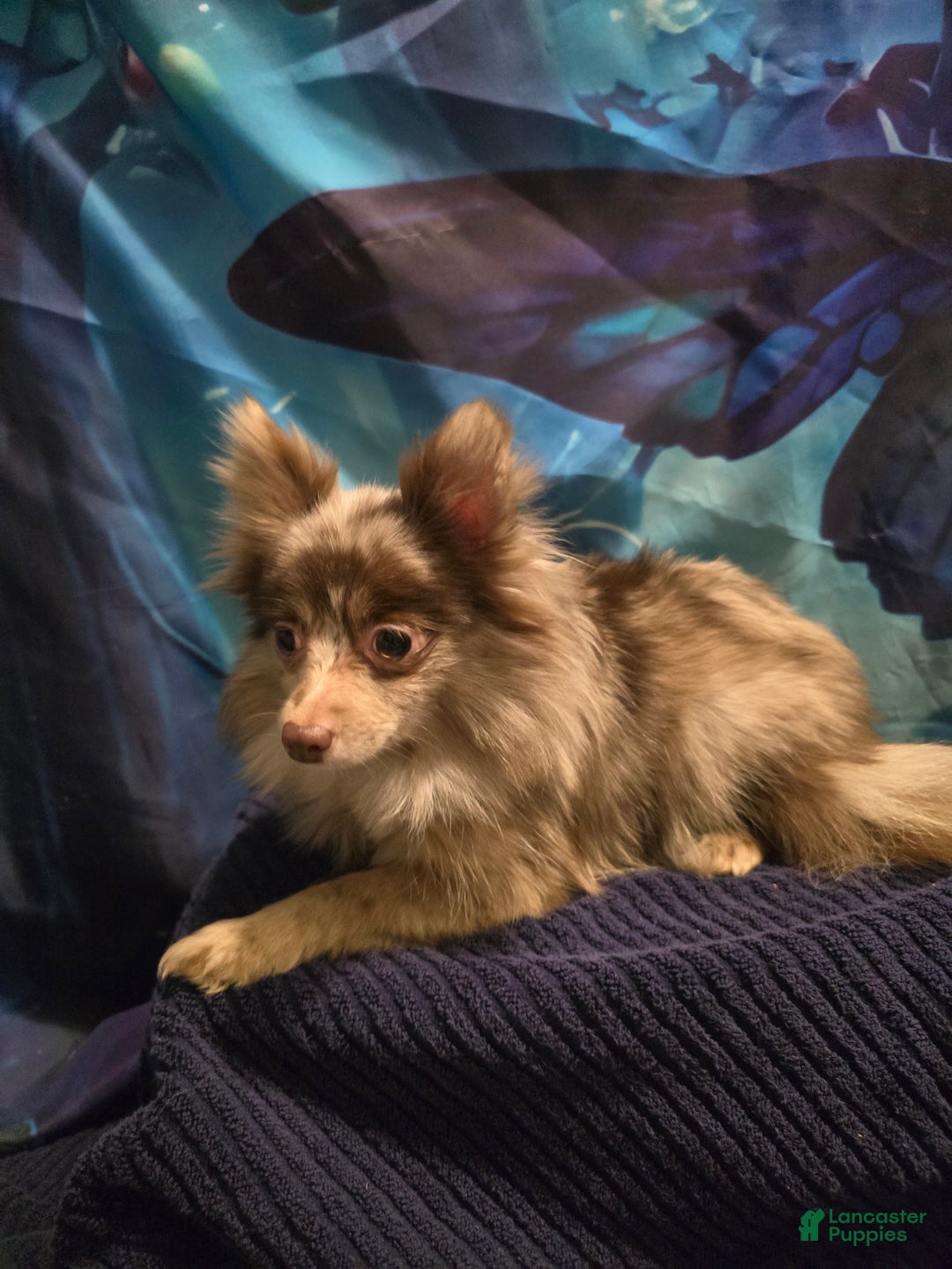 Pomeranian dogs for sale: Pomeranian Puppy 1 - Ad 8