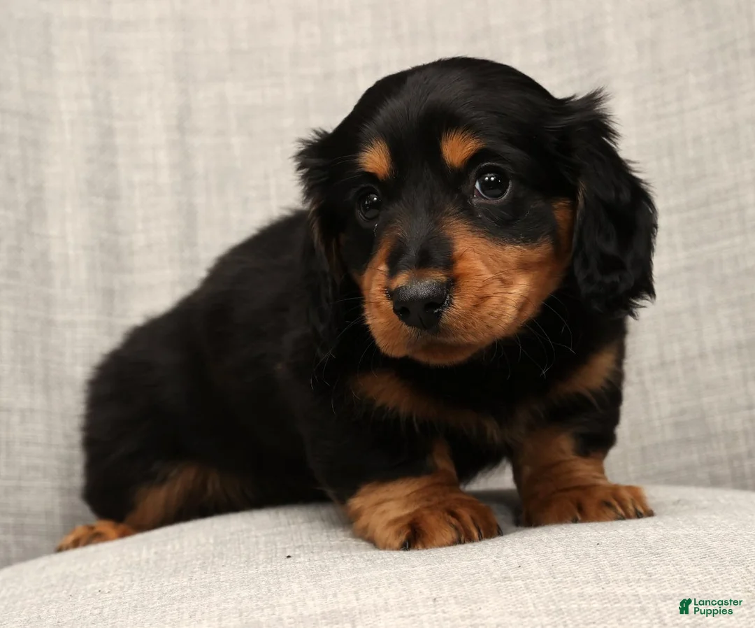 Miniature Dachshund dogs for sale: Teddy - Ad 8