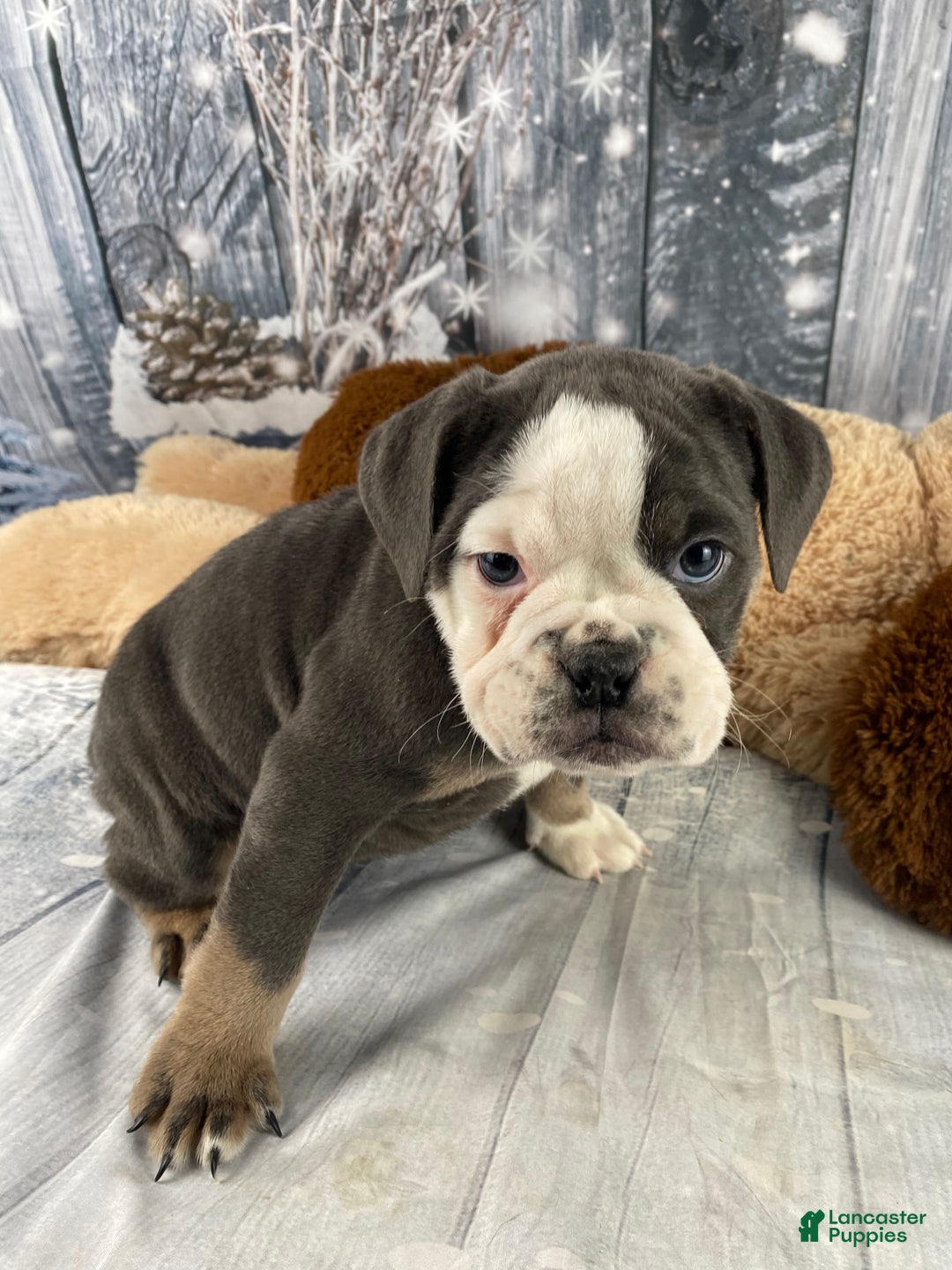 English Bulldog dogs for sale: Hazel - Ad 10