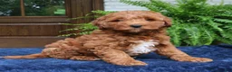 Mini Goldendoodle dogs for sale: Howard  - Ad 1