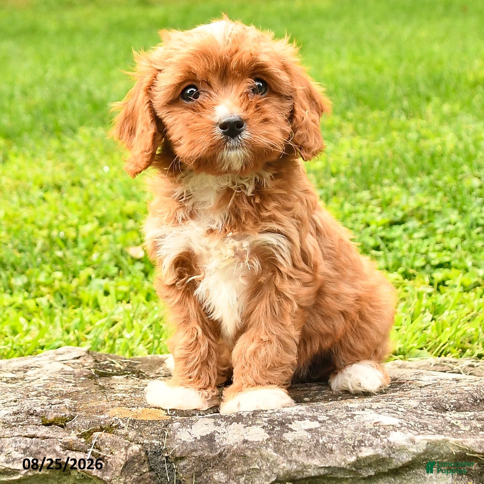Cavapoo dogs Sweetie - Ad 2