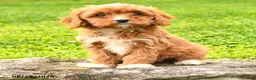 Cavapoo dogs for sale: Sweetie - Ad 2