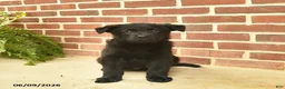 German Shepherd dogs for sale: Buster - Ad 5