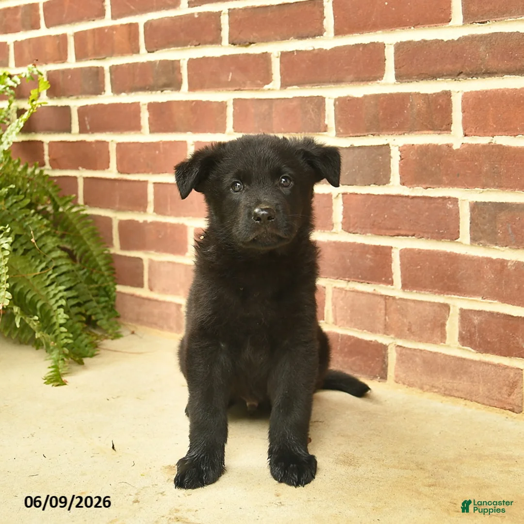 German Shepherd dogs for sale: Buster - Ad 5