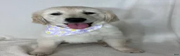 Golden Retriever dogs for sale: Gracie - Ad 2