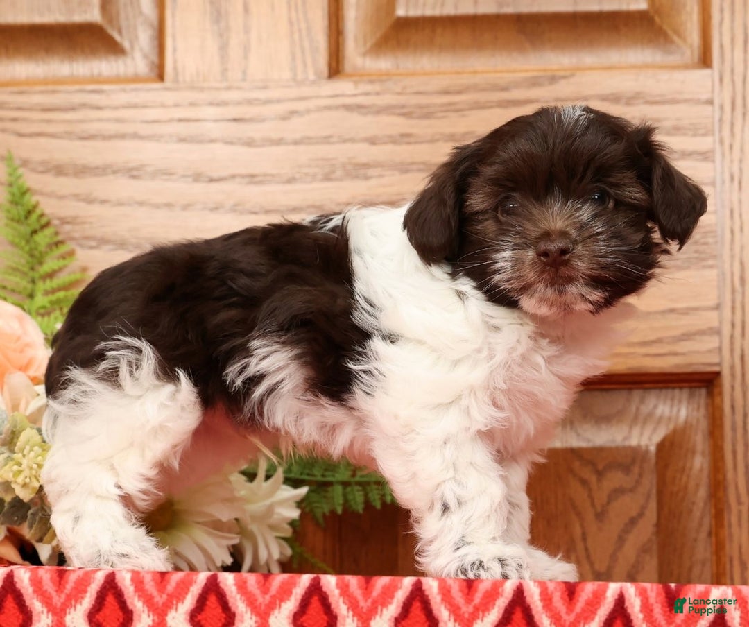 Havanese dogs for sale: Randy - Ad 4