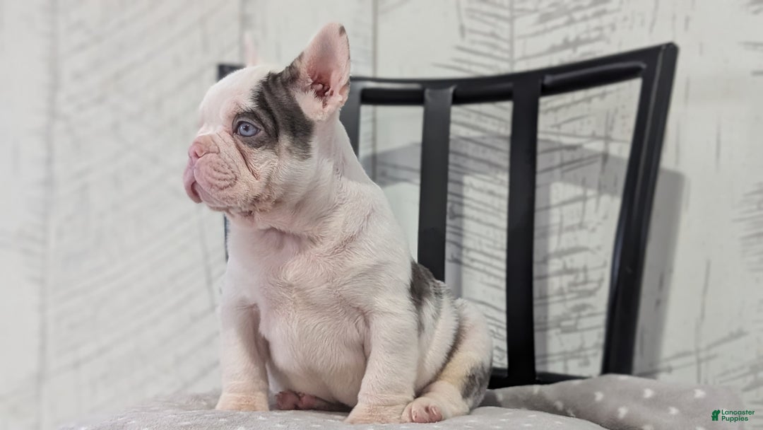 French Bulldog dogs for sale: Xander - Ad 3