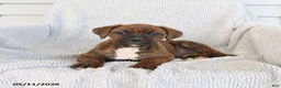 Boxer dogs for sale: Rusty - Ad 1