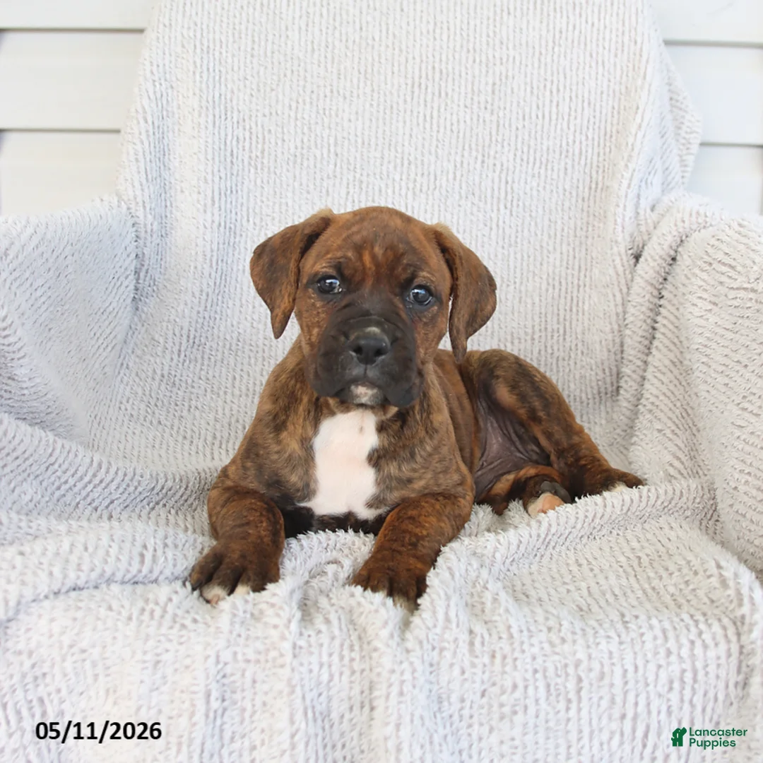 Boxer dogs for sale: Rusty - Ad 1