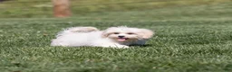Teddy Bear dogs for sale: Lafayette - Ad 1