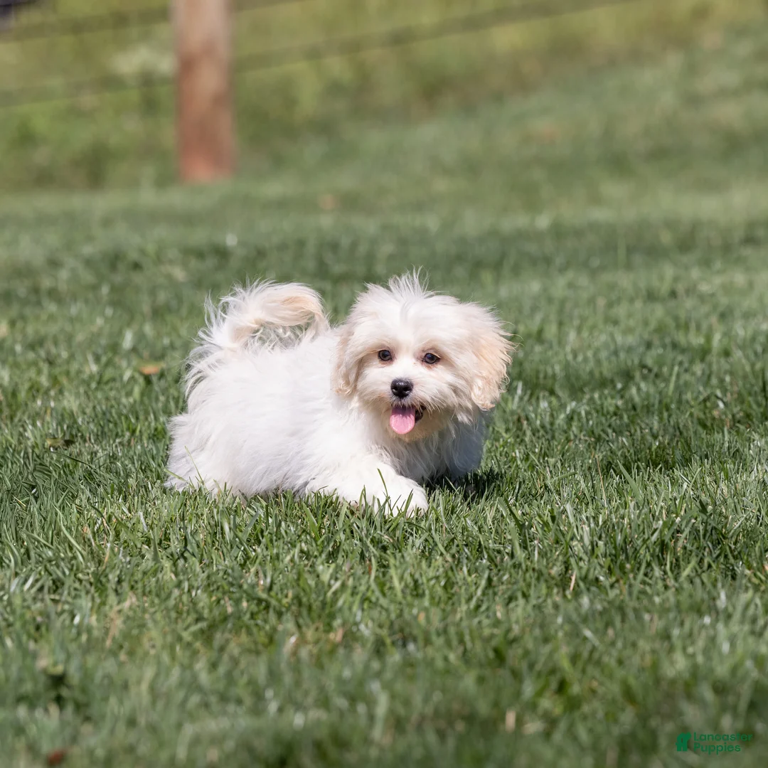 Teddy Bear dogs for sale: Lafayette - Ad 1