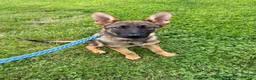 German Shepherd dogs for sale: German Shepherd 5 - Ad 7