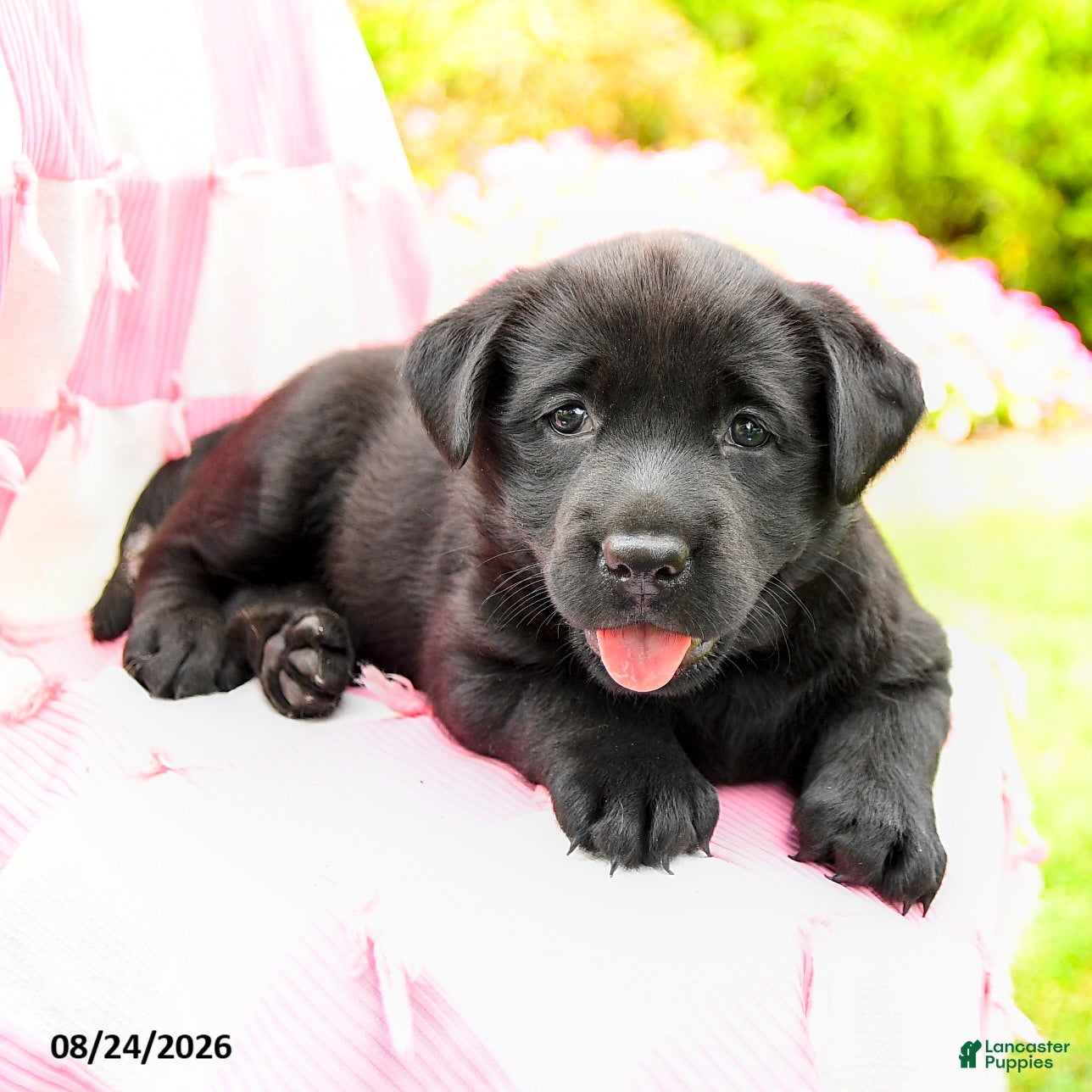 Labrador Retriever dogs Gemma - Ad 2