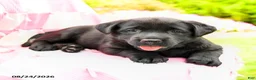 Labrador Retriever dogs for sale: Gemma - Ad 2