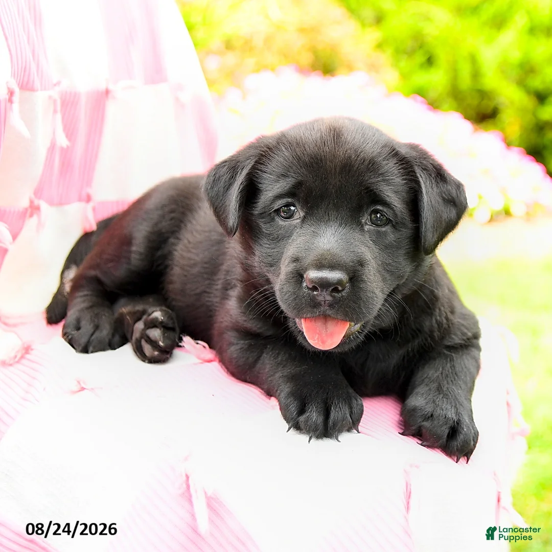 Labrador Retriever dogs for sale: Gemma - Ad 2