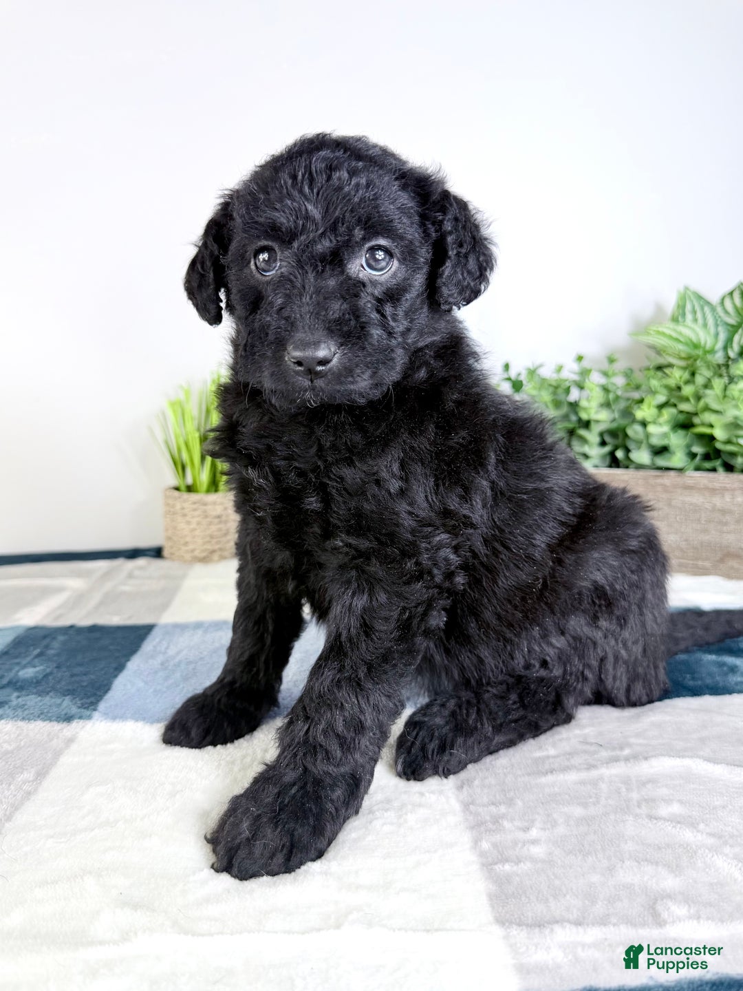 Mixed Breed dogs for sale: Allison - Ad 3