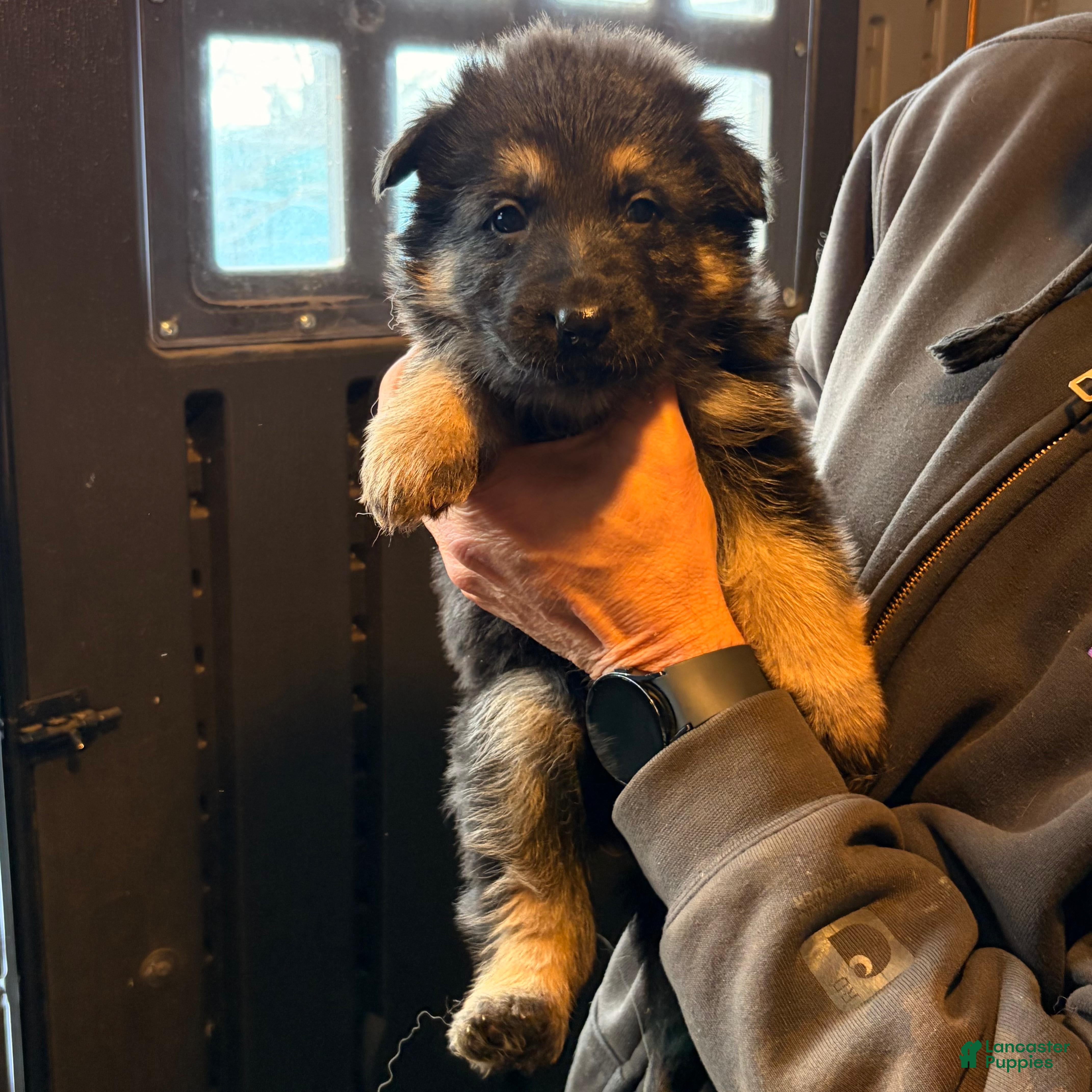 German Shepherd dogs German Shepherd Puppy 2 - Ad 19