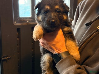 German Shepherd dogs German Shepherd Puppy 2 - Ad 19