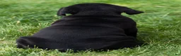 Cane Corso dogs for sale: Paisley  - Ad 5