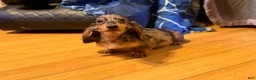 Miniature Dachshund dogs for sale: AKC Russian- Pra clear sale - Ad 23