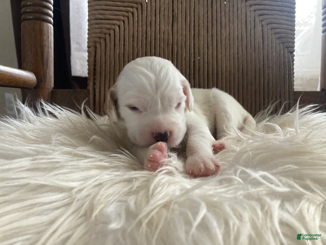 English Setter dogs for sale: Little Joe  - Ad 5