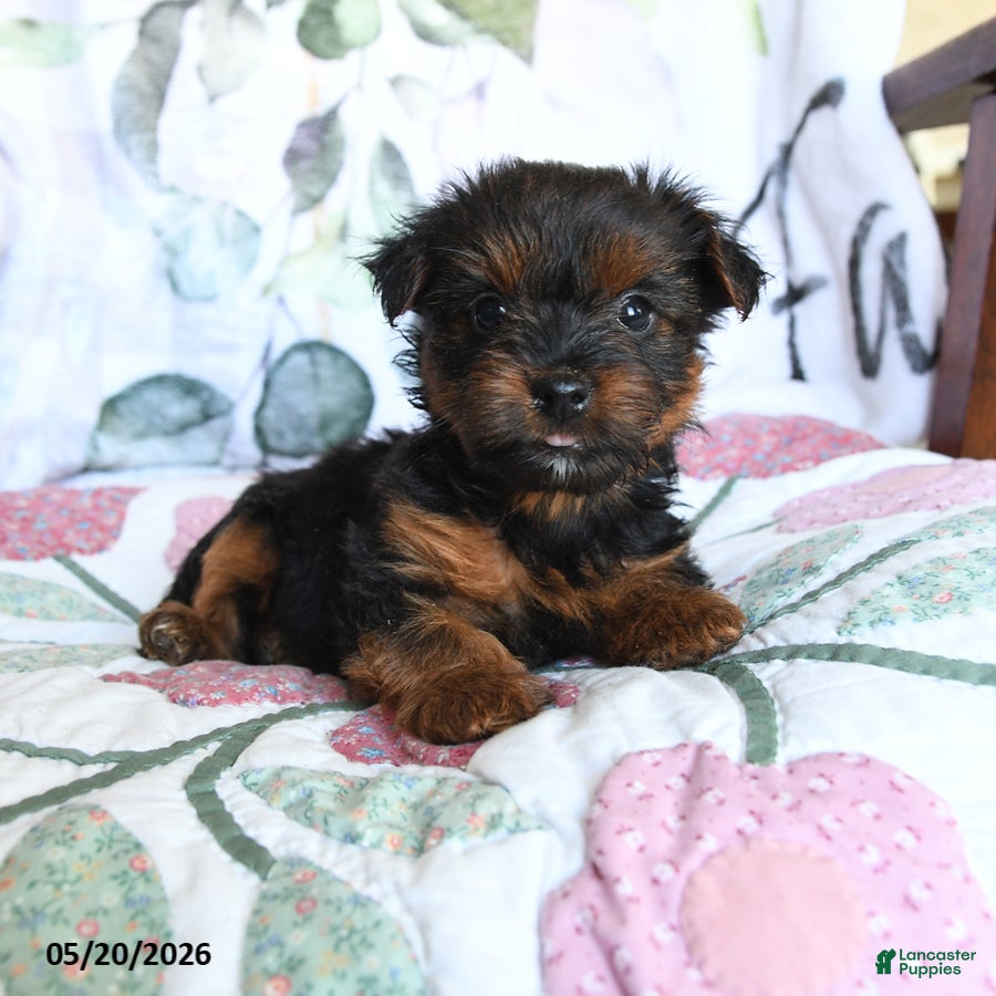 Yorkshire Terrier dogs Lila  - Ad 1