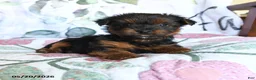 Yorkshire Terrier dogs for sale: Lila  - Ad 1