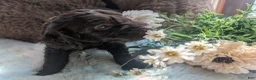 Labradoodle dogs for sale: Labradoodle 3 - Ad 4