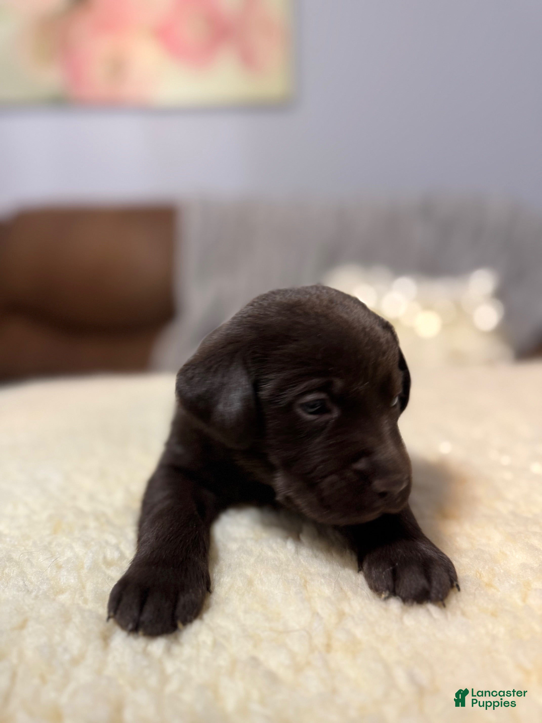 Labrador Retriever dogs Rocky-English Champ linesLabrador Retriever Puppy 2 - Ad 1