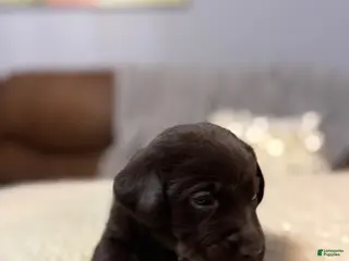 Labrador Retriever dogs for sale: Rocky-English Champ linesLabrador Retriever Puppy 2 - Ad 2