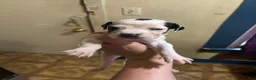 Great Dane dogs for sale: Great Dane 1 - Ad 1