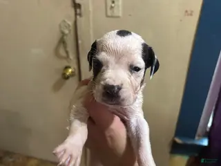 Great Dane dogs Great Dane 1 - Ad 19