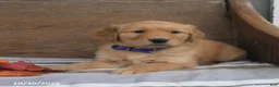 Golden Retriever dogs for sale: Wade - Ad 4