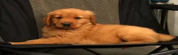 Golden Retriever dogs for sale: Grant - Ad 9