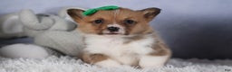 Welsh Corgi Pembroke dogs for sale: REX - Ad 9
