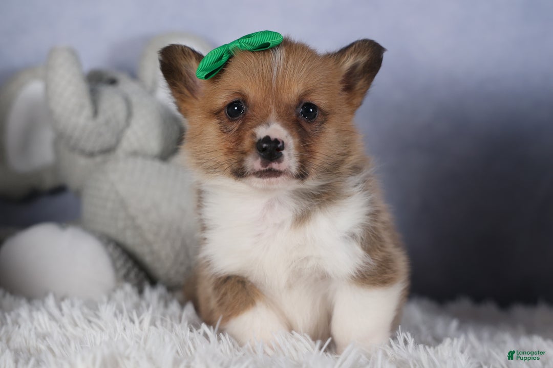 Welsh Corgi Pembroke dogs for sale: REX - Ad 9